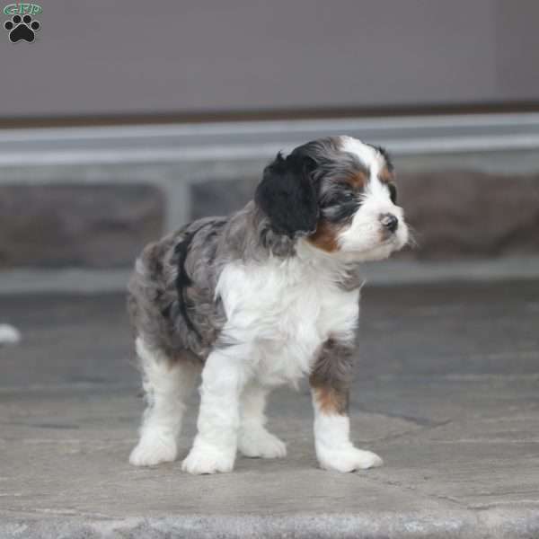 Canon, Cavapoo Puppy